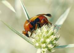 Macrosiagon bimaculata