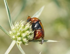 Macrosiagon bimaculata