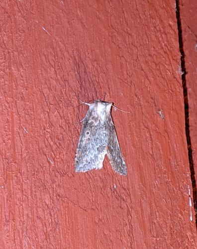 Pseudothyatira cymatophoroides