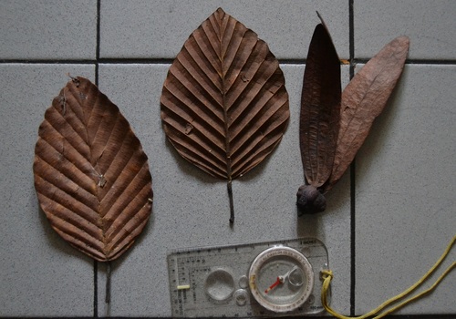 Dipterocarpus costulatus