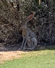 Lepus alleni