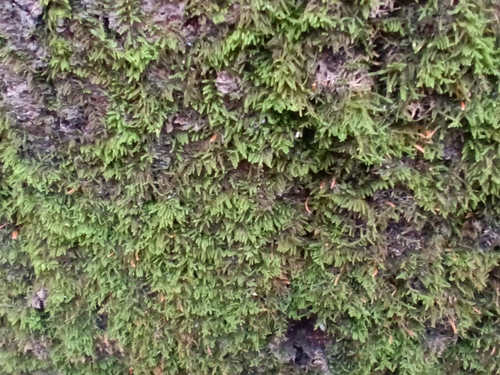Image of Leskea polycarpa by (c) Михаил Языков, some rights reserved (CC BY)