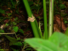 Polypedates otilophus