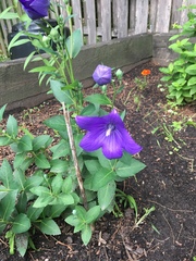 Platycodon grandiflorus