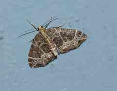 Ecliptopera silaceata