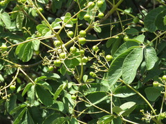 Vitex pyramidata