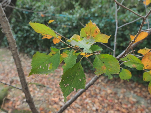 Cerasus tamaclivorum iNat (3)
