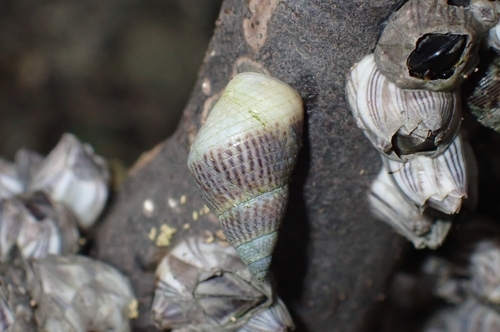 Littoraria melanostoma observed 2024-11-23