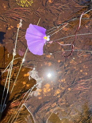 Utricularia volubilis R.Br. 3