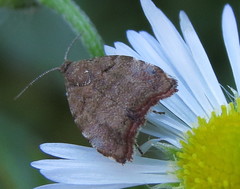 Choreutis pariana
