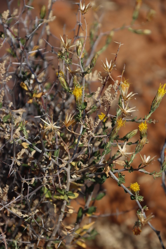 Common Draaibos (Pegolettia retrofracta)