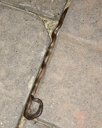 Nilgiri Burrowing Snake