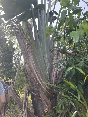 Image of Ravenala madagascariensis by (c) Rob Foster, some rights reserved (CC BY)