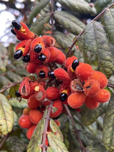 Image of Cnestis polyphylla by (c) Rob Foster, some rights reserved (CC BY)