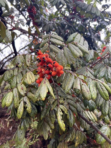 Itchpod (Cnestis polyphylla)
