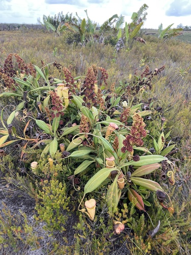 Image of Nepenthes madagascariensis by (c) Rob Foster, some rights reserved (CC BY)