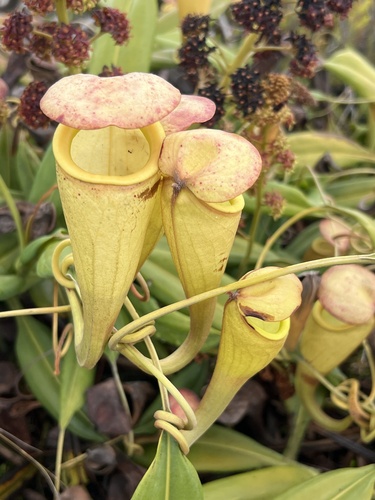 Nepenthes madagascariensis