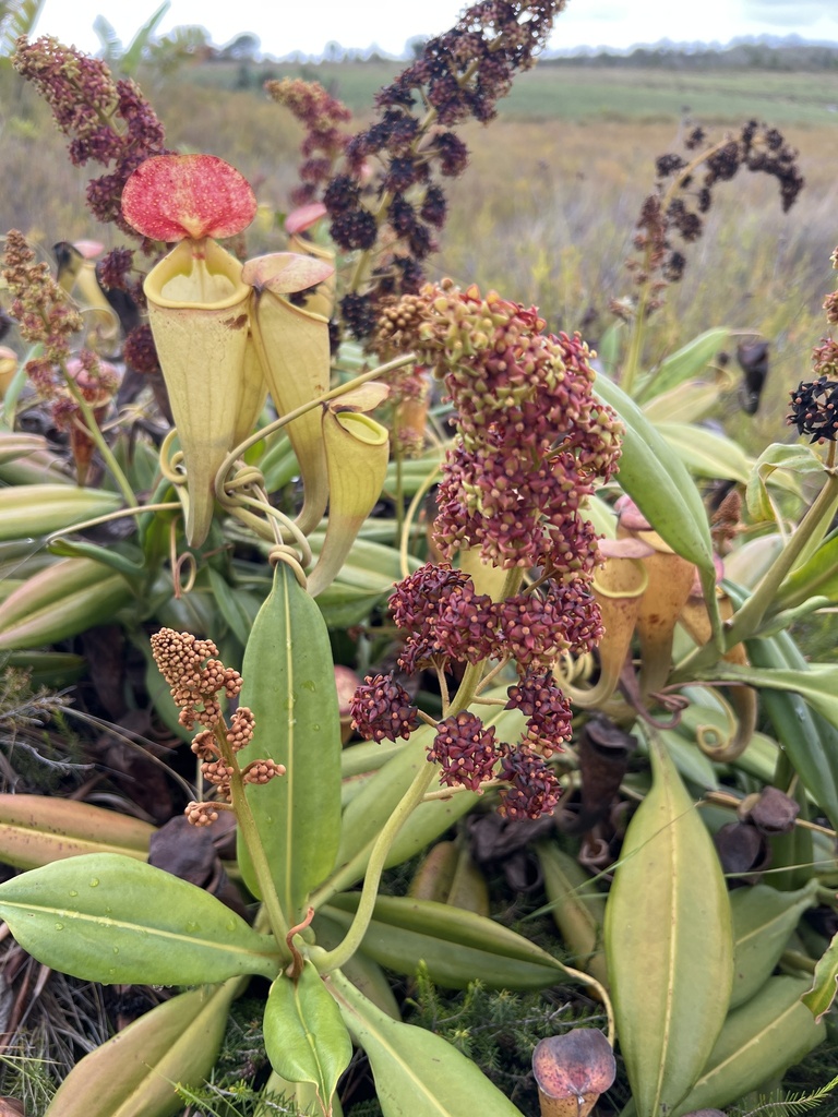 Nepenthes madagascariensis, Atsimo-Atsinana, MG-FI, MG
