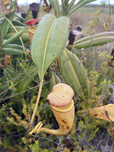 Image of Nepenthes madagascariensis by (c) Rob Foster, some rights reserved (CC BY)