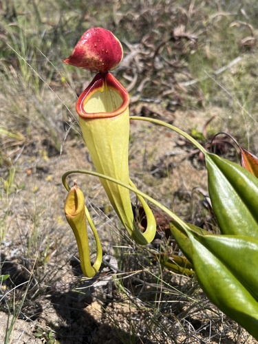 Nepenthes madagascariensis