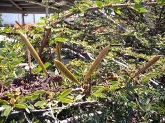 Calliandra magdalenae