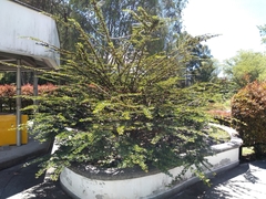 Calliandra magdalenae