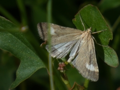Udea alpinalis