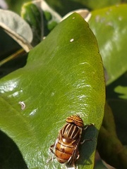 Eristalodes
