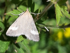 Udea alpinalis