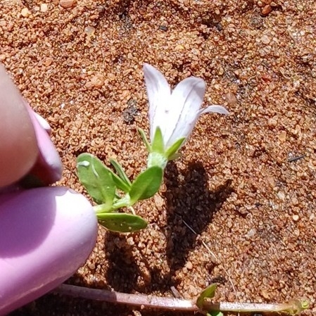 Image of Wahlenbergia procumbens by (c) Martjie Fia Fourie, some rights reserved (CC BY)