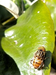 Eristalodes