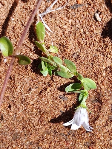 Image of Wahlenbergia procumbens by (c) Martjie Fia Fourie, some rights reserved (CC BY)