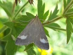 Udea alpinalis