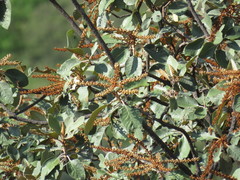 Clethra rosei
