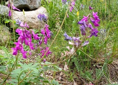 Hedysarum austrosibiricum