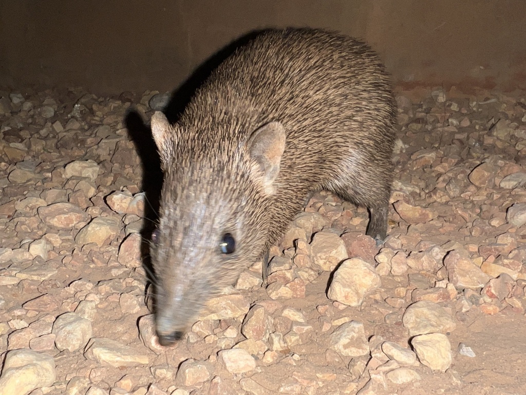 Golden Bandicoot