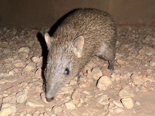 Golden Bandicoot (Isoodon auratus) — Least Concern Mammalia