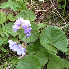 Polemonium pulchellum