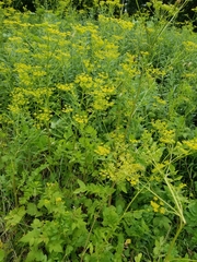 Pastinaca