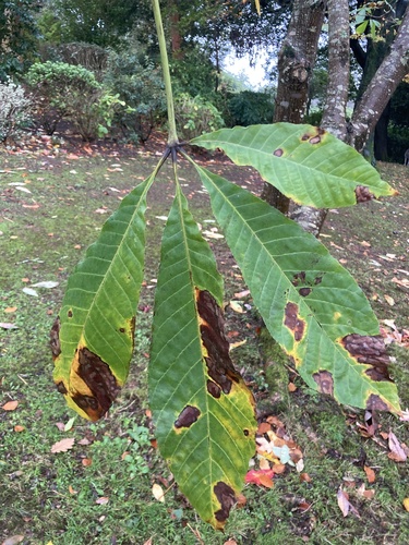 Image of Aesculus indica by (c) Nick Butcher, some rights reserved (CC BY)