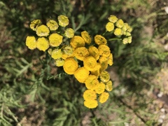 Tanacetum vulgare
