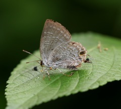 Sinthusa chandrana