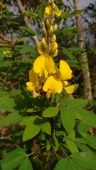 Crotalaria micans