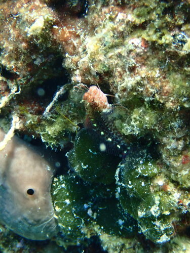 Zvonimir's Blenny, Rote Insel NW, Rovinj, Kroatien, photo 8 of 10