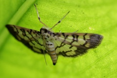 Lygropia distorta