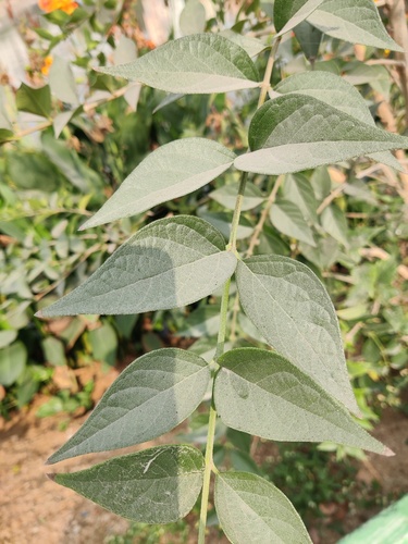 Nyctanthes arbor-tristis
