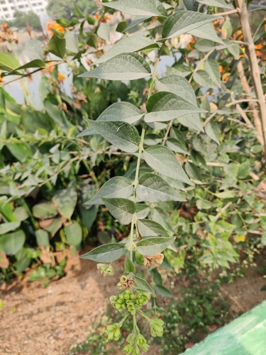 Nyctanthes arbor-tristis