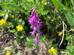 Hedysarum hedysaroides