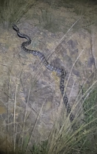 Coastal Carpet Python sighting