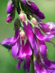 Hedysarum hedysaroides